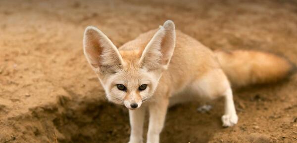 عکس و فیلم روباه