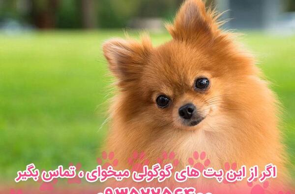 عکس توله روباهی
