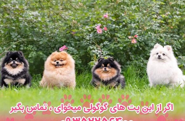 عکس توله پامرین روباهی
