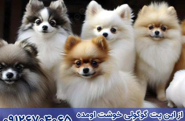عکس توله سگ روباهی