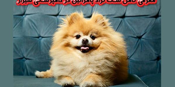 عکس توله سگ پامرانین روباهی