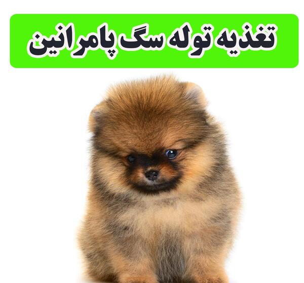 عکس توله سگ پامرین روباهی
