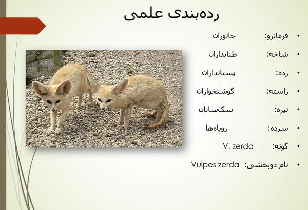 عکس روباه صحرای افریقا