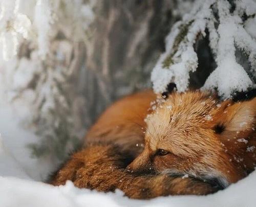 زیباترین عکس روباه