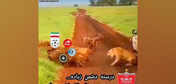 عکس شیر پرسپولیسی خفن