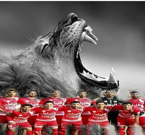 عکس شیر پرسپولیسی برای پروفایل