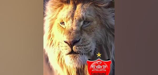 دانلود عکس شیر پرسپولیسی