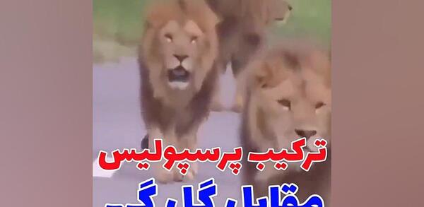 عکس های شیر پرسپولیسی