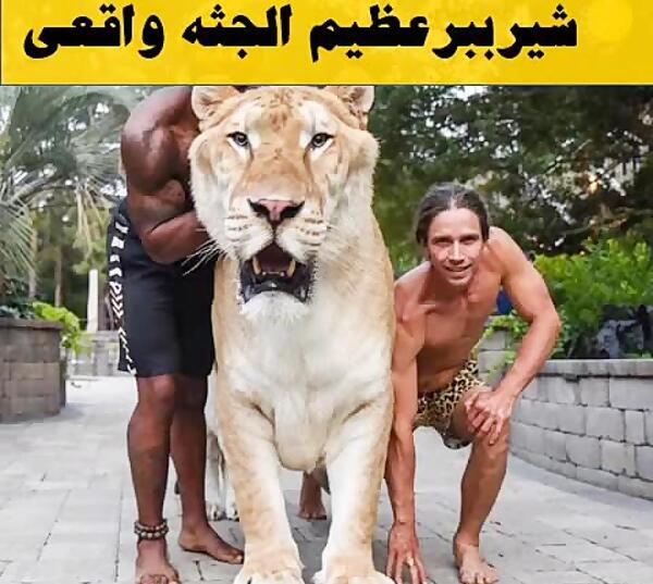 عکس شیر ترسناک واقعی