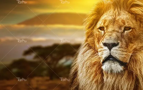 عکس شیر در تعزیه