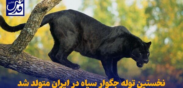 عکس توله شیر سیاه
