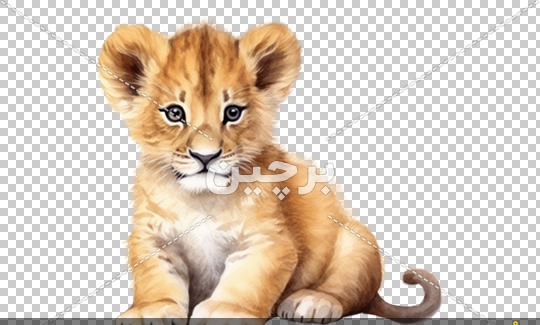 عکس توله شیر نقاشی