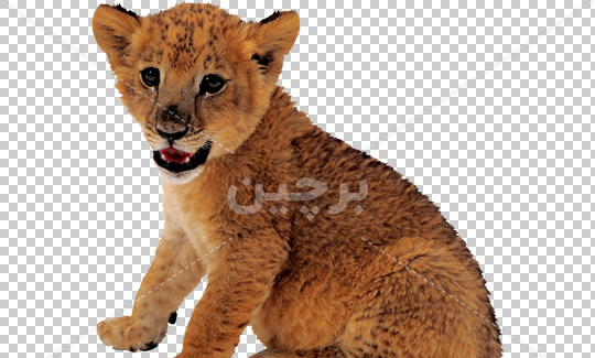عکس توله شیر نقاشی