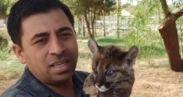 عکس توله شیر ایرانی
