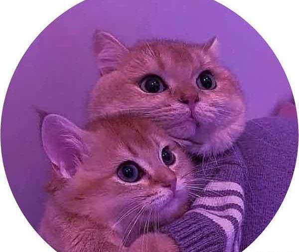 عکس پروفایل روباه مکار