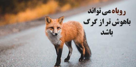 عکس پروفایل روباه و خرگوش