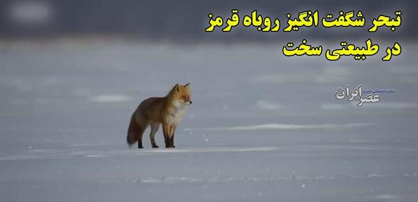 عکس نقاشی روباه سخت