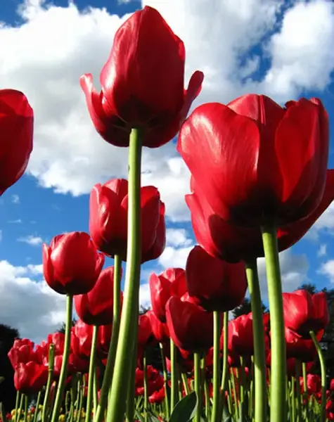 عکس شیرعلی سلطانی