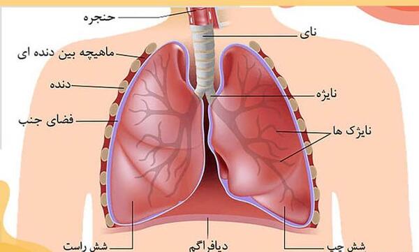 عکس ریه شش