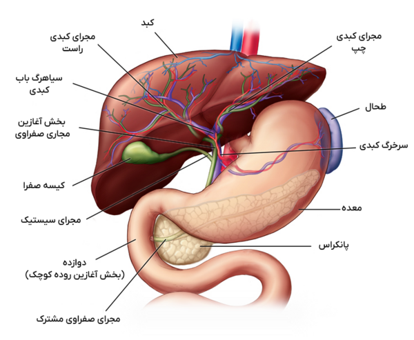 عکس ریه و کبد انسان