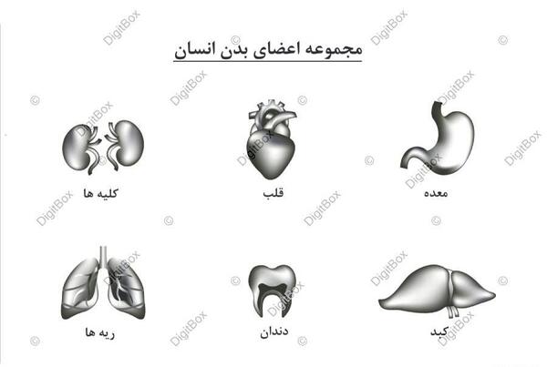 عکس ریه برای نقاشی