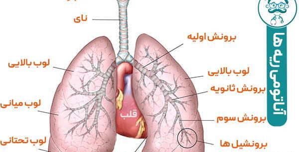 عکس ریه برای نقاشی