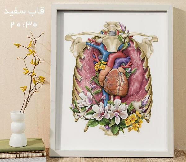 عکس قلب و ریه