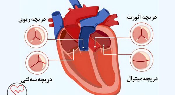 عکس قلب و ریه انسان