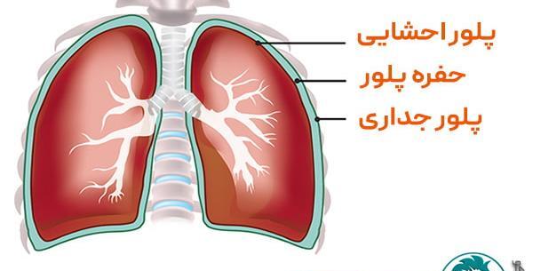 عکس قلب و ریه انسان