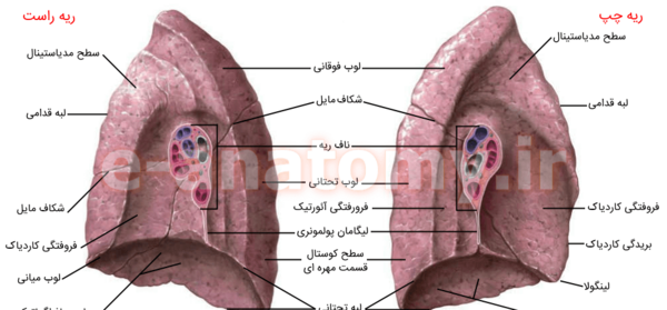 عکس قلب و ریه انسان