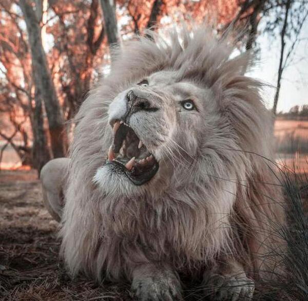 عکس گله شیر نر