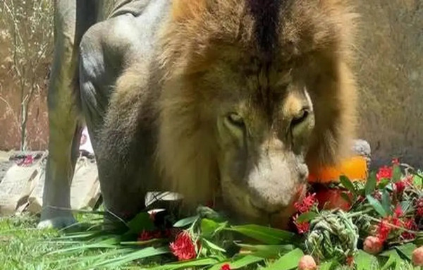 عکس شیر و گل