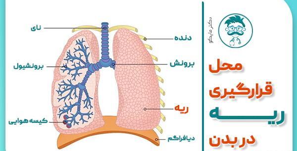 ریه کجای بدن قرار دارد عکس