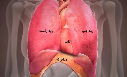 ریه کجای بدن قرار دارد عکس