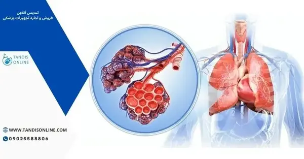 ریه کجای بدن قرار دارد عکس