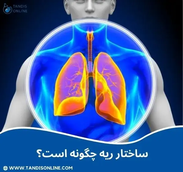 ریه کجای بدن قرار دارد عکس