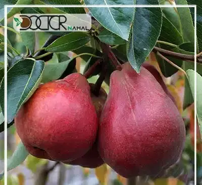 عکس شاه میوه ها
