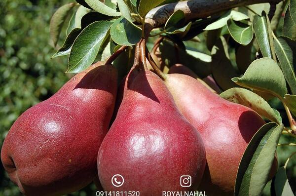 عکس شاه میوه ها