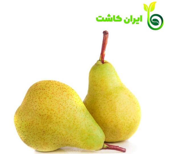 عکس شاه میوه ها