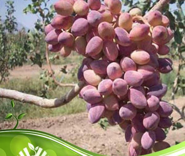 عکس میوه شاه پسند