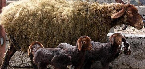 عکس ریه خراب گوسفند