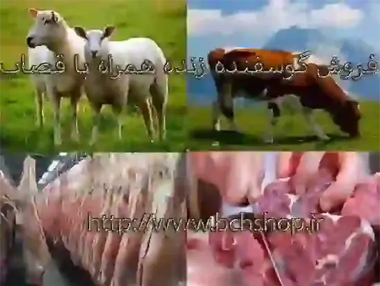 عکس ریه خراب گوسفند