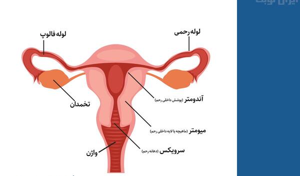 عکس رنگی ریه برای چیست