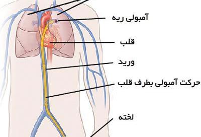 عکس ریه در بدن انسان کجاست