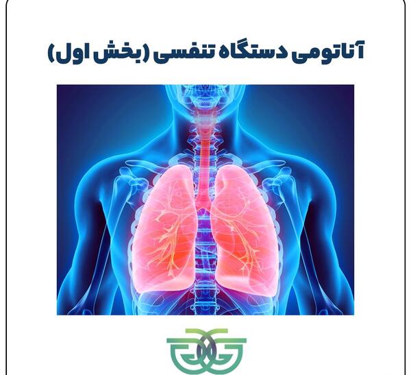 عکس ریه در بدن انسان کجاست