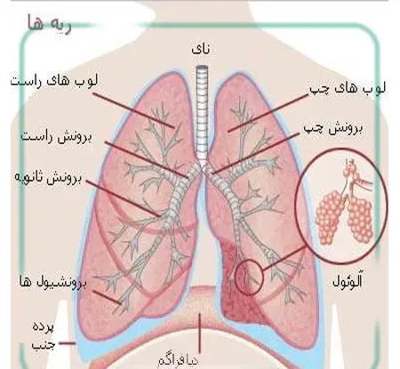 عکس ریه بدن انسان