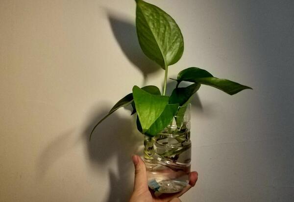 عکس گل ریشه دار