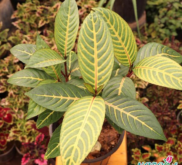 عکس گل ریشه دار