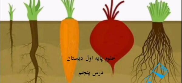 عکس گل ریشه دار