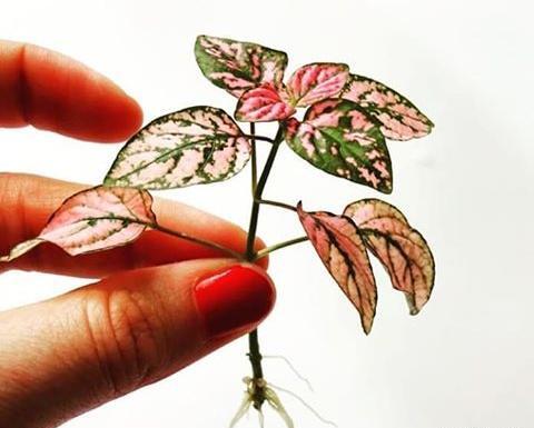 عکس گل ریشه دار